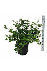 Calycanthus Venus C30 Lit. 60-80 cm extra