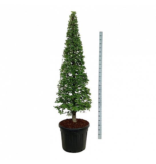 Carpinus betulus C90 Lit. 175-200 cm; Piramida