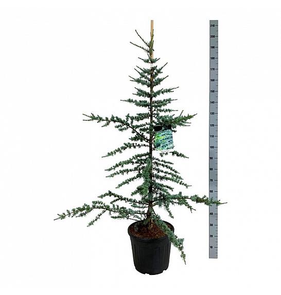 Cedrus libani Glauca C30 Lit. 150-175 cm extra