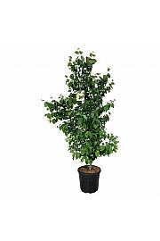 Cercidiphyllum japonicum C30 Lit. 150-175 cm extra