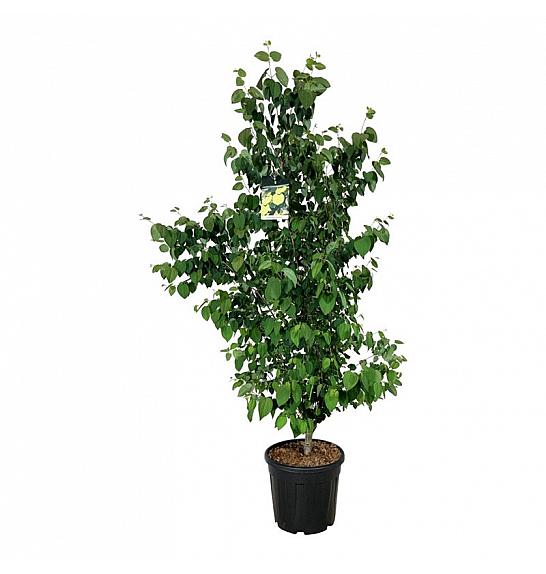 Cercidiphyllum japonicum C30 Lit. 150-175 cm extra