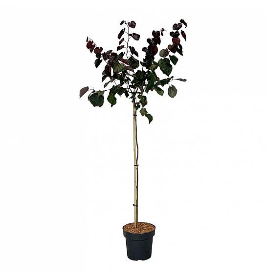 Cercis canadensis Merlot C15 Lit. Na steblu 120 cm