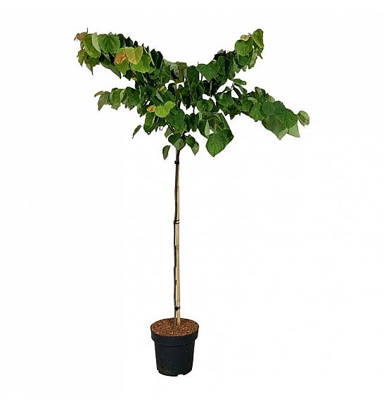 Cercis can. The Rising Sun C15 Lit. Na steblu 120 cm