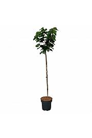 Cercis chinensis Avondale C15 Lit. Na steblu 120 cm