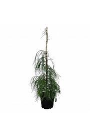 Chamaecyparis lawsoniana Drooping Solo C30 Lit. 125-150 cm extra
