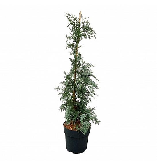 Chamaecyparis lawsoniana Spek C5 Lit. 50-60 cm
