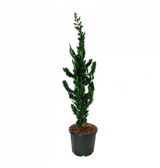 Chamaecyparis lawsoniana Wissels Saguaro C55 Lit. 175-200 cm extra