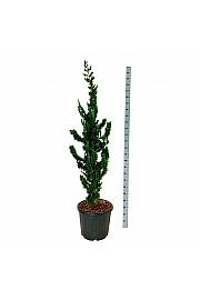 Chamaecyparis lawsoniana Wissels Saguaro C55 Lit. 175-200 cm extra