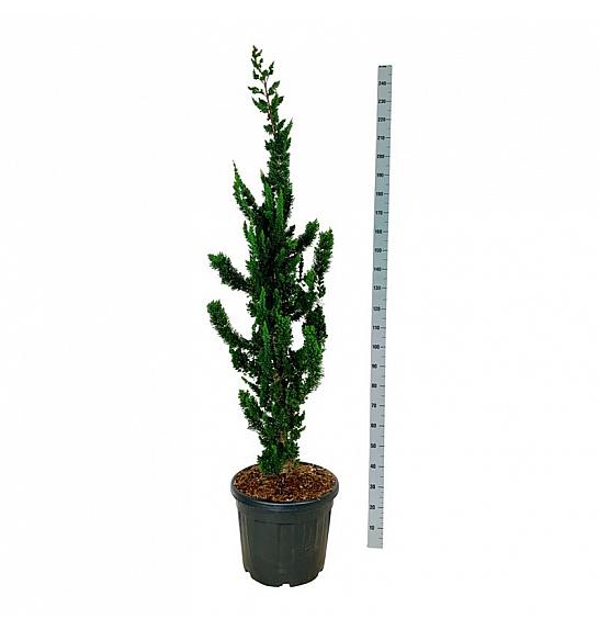 Chamaecyparis lawsoniana Wissels Saguaro C55 Lit. 175-200 cm extra