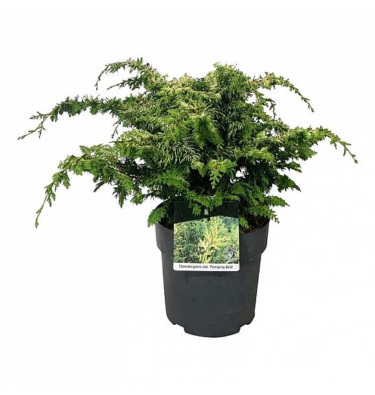Chamaecyparis obtusa Fernspray Gold C7 Lit. 40-50 cm