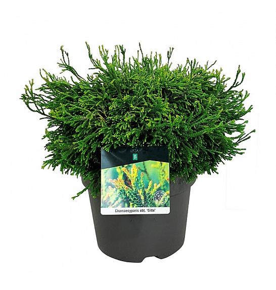 Chamaecyparis obtusa Gitte C7 Lit. 30-40 cm