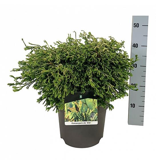 Chamaecyparis obtusa Gitte C7,5 Lit. 40-50 cm