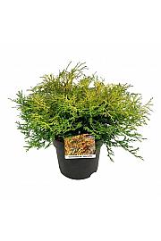 Chamaecyparis obtusa Kamarachiba C7 Lit. 40-50 cm