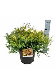Chamaecyparis obtusa Kamarachiba C7 Lit. 40-50 cm