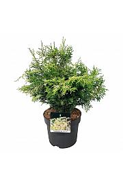 Chamaecyparis obtusa Lucas PBR C7 Lit. 40-50 cm