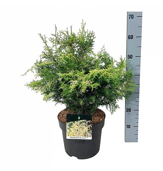 Chamaecyparis obtusa Lucas PBR C7 Lit. 40-50 cm