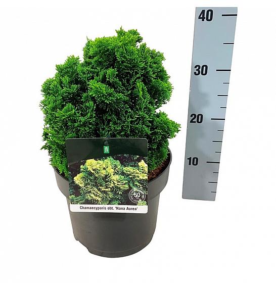Chamaecyparis obtusa Nana Aurea C5 Lit. 20-25 cm