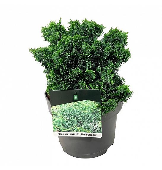 Chamaecyparis obtusa Nana Gracilis C5 Lit. 20-25 cm