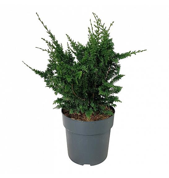 Chamaecyparis obtusa Teddy Bear C7 Lit. 40-50 cm