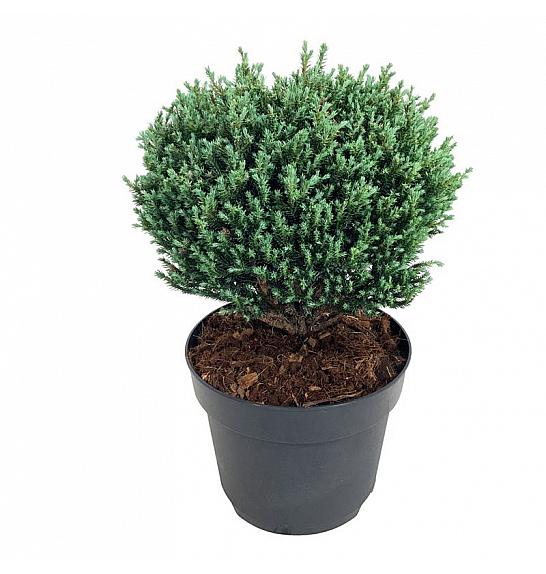 Chamaecyparis pisifera Blue Moon PBR C7 Lit. 25-30 cm