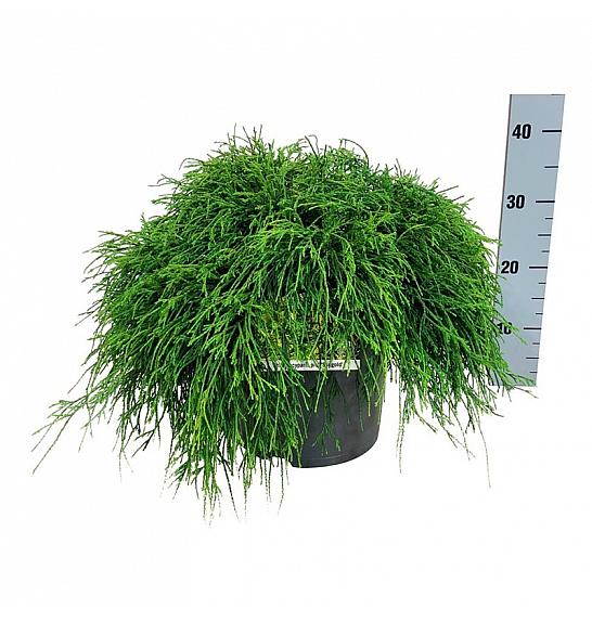 Chamaecyparis pisifera Sungold C7,5 Lit. 40-50 cm