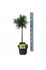 Chamaecyparis pisifera Sungold C5 Lit. Na steblu 40 cm