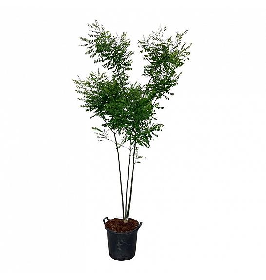 Cladrastis kentukea C30 Lit. 175-200 cm extra