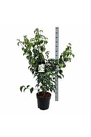 Cornus kousa Milky Way C15 Lit. 100-125 cm
