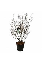 Cornus kousa Milky Way 175-200 C55 Lit. extra