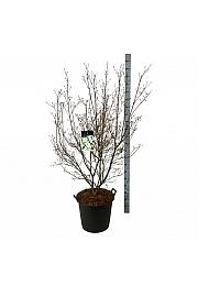 Cornus kousa Milky Way 175-200 C55 Lit. extra