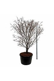 Cornus kousa Milky Way C230 Lit. 200-225 cm; Soliter