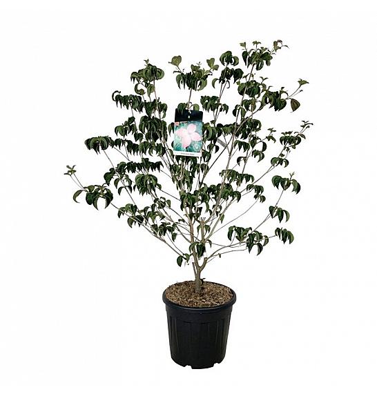 Cornus kousa Satomi C30 Lit. 125-150 cm extra