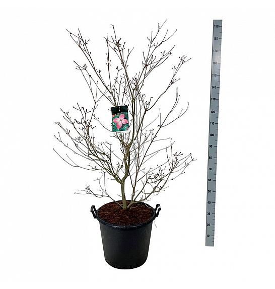 Cornus kousa Satomi C55 Lit. 125-150 cm extra