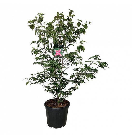 Cornus kousa Scarlet Fire ® C30 Lit. 125-150 cm extra