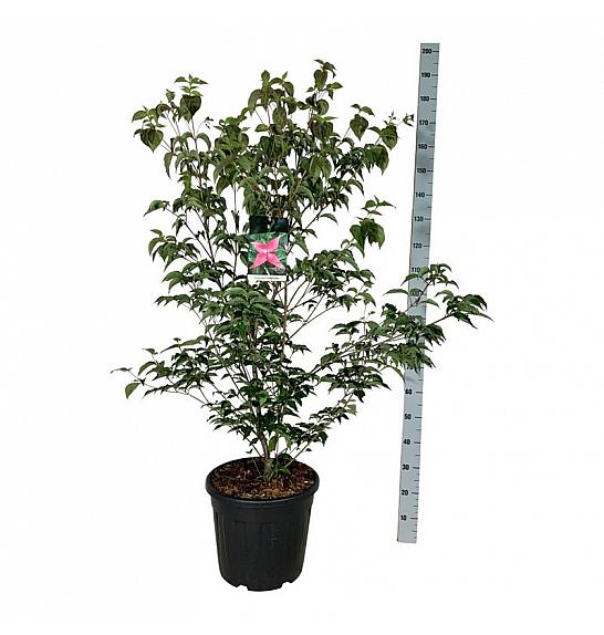 Cornus kousa Scarlet Fire ® C30 Lit. 125-150 cm extra