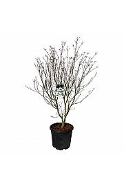 Cornus kousa Teutonia C55 Lit. 150-175 cm extra