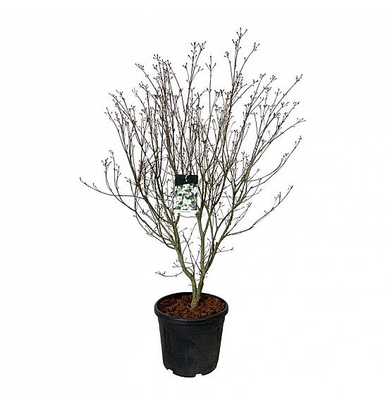 Cornus kousa Teutonia C55 Lit. 150-175 cm extra