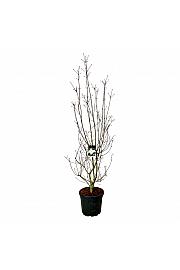 Cornus kousa Venus ® C55 Lit. 200-225 cm extra