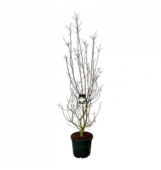 Cornus kousa Venus ® C55 Lit. 200-225 cm extra