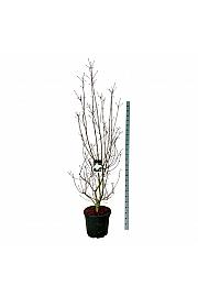 Cornus kousa Venus ® C55 Lit. 200-225 cm extra