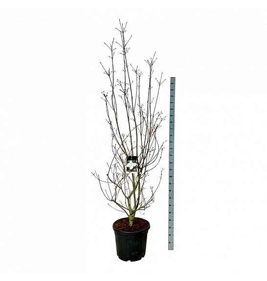 Cornus kousa Venus ® C55 Lit. 200-225 cm extra