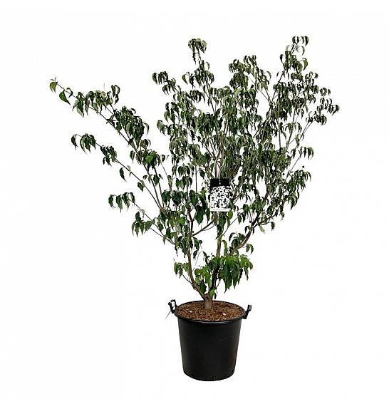 Cornus kousa Weisse Fontaine C55 Lit. 150-175 cm extra