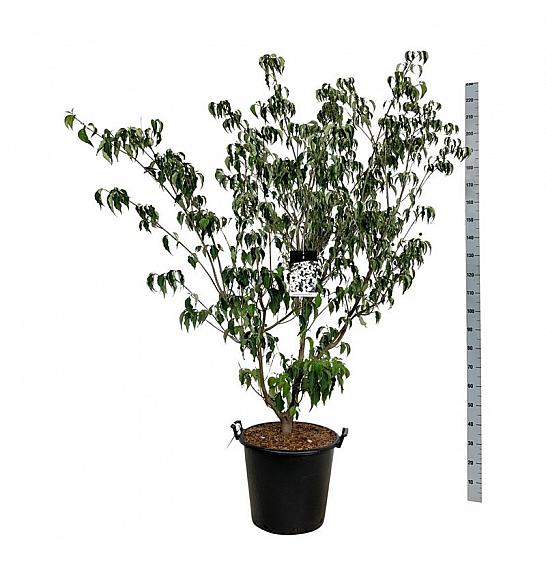 Cornus kousa Weisse Fontaine C55 Lit. 150-175 cm extra