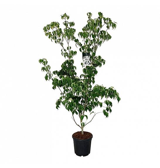 Cornus kousa Weisse Fontaine C30 Lit 175-200 cm extra