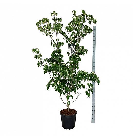 Cornus kousa Weisse Fontaine C30 Lit 175-200 cm extra