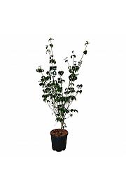 Cornus kousa Wietings Select C15 Lit. 125-150 cm