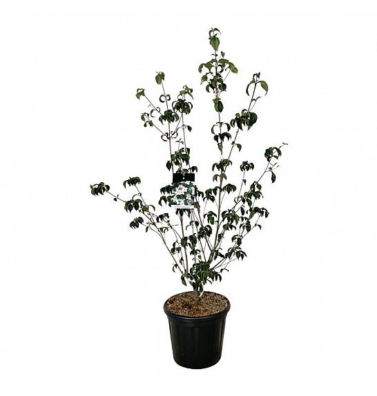 Cornus kousa Wietings Select C30 Lit. 125-150 cm extra