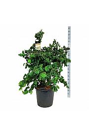 Corylus avelana Contorta C55 Lit. 125-150 cm extra