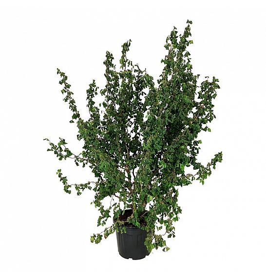 Corylus avelana Medusa C55 Lit. 150-175 cm extra