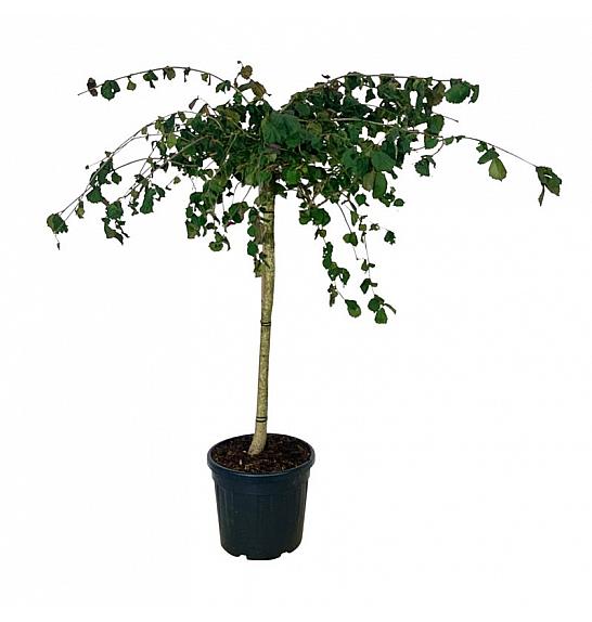 Corylus avelana Purple Umbrella C55 Lit. Na steblu 120 cm extra